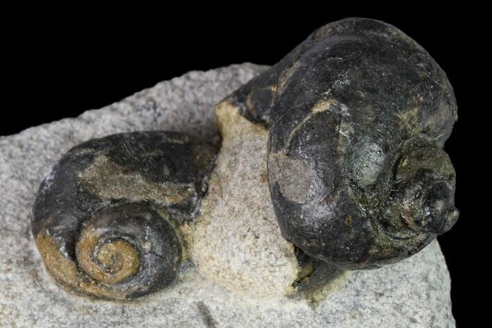 Two Ordovician Gastropod Fossils - Morocco #164097